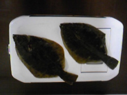 2009karei.jpg