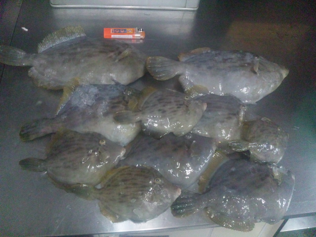CACNTHNP.jpg